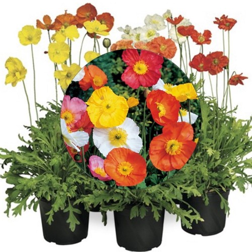 Papaver nudicaule 'Panama' mix - Siberi magun 'Panama' mix P11/0,75L